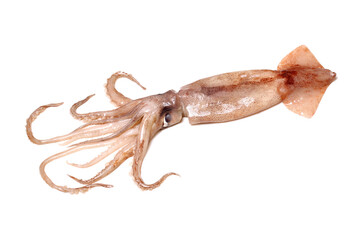  Fresh squid isolated on white back ground 