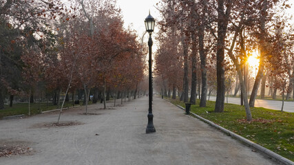 Otoño Parque Forestal - Junio 2021