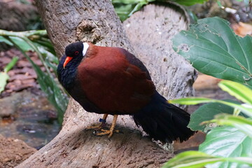 A White-naped Peasant Pigeon with beautiful brown and black feathers