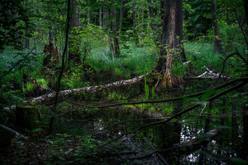 Fototapeta na wymiar Zwalone drzewo w gęstym parku leśny