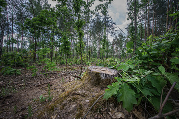 Wycięte drzewa w Kampinoskim Parku Narodowym © af-mar