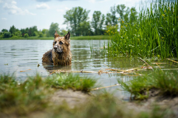 Owczarek niemiecki kąpie się w jeziorze