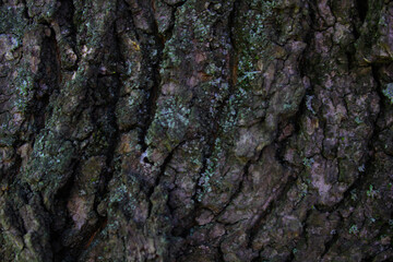 tree bark texture 