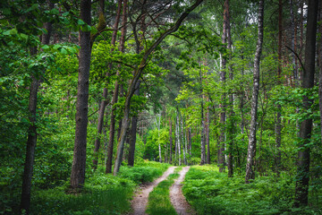 Leśna droga pomiędzy drzewami w Kampinoskim Parku Narodowym - obrazy, fototapety, plakaty