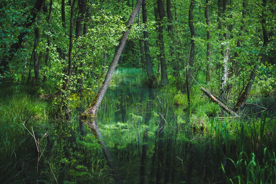 Bagno w gęstym zielonym lesie w Polsce