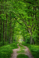 Leśna droga pomiędzy drzewami w Kampinoskim Parku Narodowym