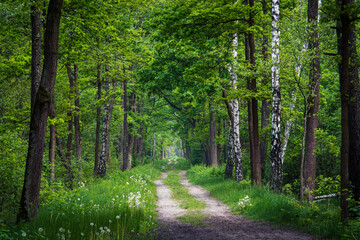 Leśna droga pomiędzy drzewami w Kampinoskim Parku Narodowym - obrazy, fototapety, plakaty