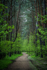 Leśna droga pomiędzy drzewami w Kampinoskim Parku Narodowym © af-mar