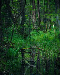 Gęsty zielony las wczesną wiosną - obrazy, fototapety, plakaty