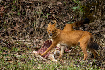 Indian Wild Dog aka Dhole
