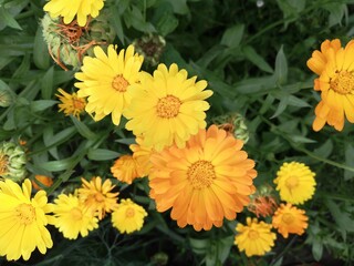 Calendula Flowers Russia July 2018