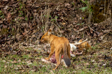 Indian Wild Dog aka Dhole