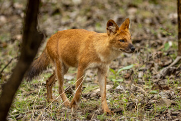 Indian Wild Dog aka Dhole