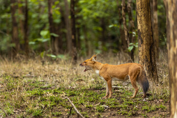 Indian Wild Dog aka Dhole