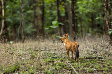 Indian Wild Dog aka Dhole