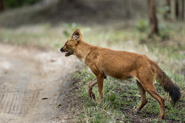 Indian Wild Dog aka Dhole