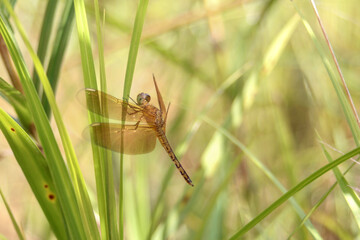 Dragonfly on a leaf.