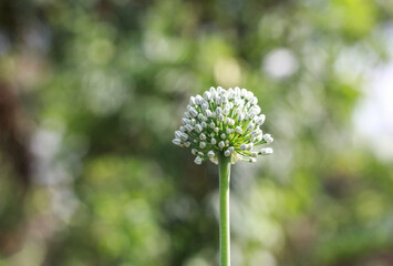 Flowers of garlic chives.