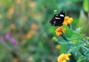 Beautiful butterfly on a marigold flower.