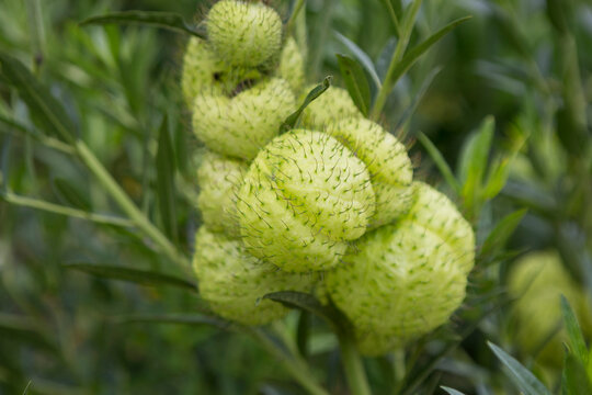 Gomphocarpus physocarpus, commonly known as hairy balls, balloonplant, balloon cotton-bush, bishop's balls, nailhead, or swan plant, is a species of milkweed.