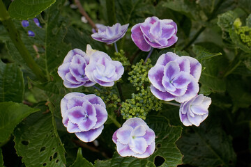 栃木県のアジサイ　きらきら星