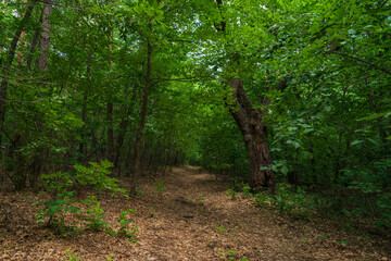 Forest road covered with old leaves