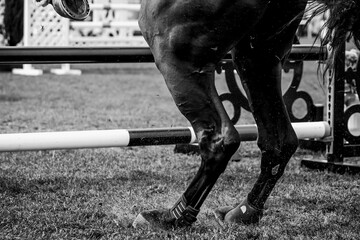 Horse Jumping, Equestrian Sports, Show Jumping themed photo.