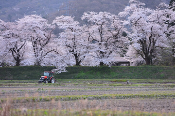 桜と農作業