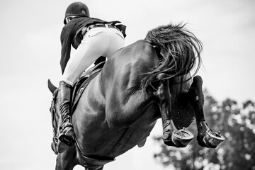 Horse Jumping, Equestrian Sports, Show Jumping themed photo.