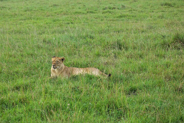 Wild lioness resting in the African savannah. The animal lies in the green grass, looks ahead. Kenya. Maasai Mara Park