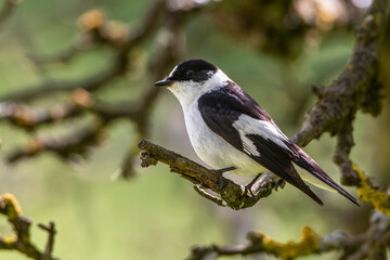 Halsbandschnäpper (Ficedula albicollis) Männchen