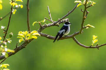 Halsbandschnäpper (Ficedula albicollis) Männchen