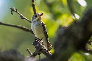 Halsbandschnäpper (Ficedula albicollis) Weibchen