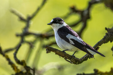 Halsbandschnäpper (Ficedula albicollis) Männchen