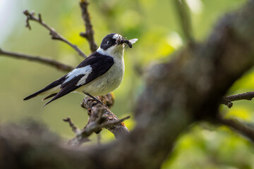 Halsbandschnäpper (Ficedula albicollis) Männchen