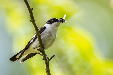 Halsbandschnäpper (Ficedula albicollis) Männchen