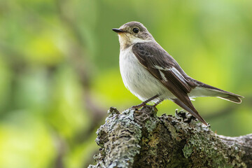 Halsbandschnäpper (Ficedula albicollis) Weibchen