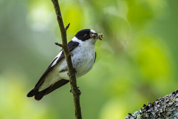 Halsbandschnäpper (Ficedula albicollis) Männchen