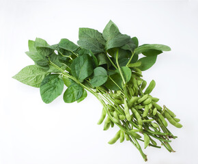 枝豆　採りたて