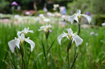 平安神宮のカキツバタ
