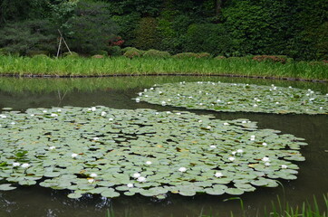 平安神宮の睡蓮