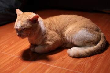 cat, animal, pet, kitten