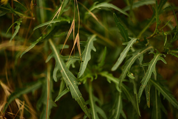 Fresh delicious arugula grows outdoors on a sunny summer day