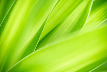 Nature of green leaf in garden at summer. Natural green leaves plants using as spring background cover page greenery environment ecology wallpaper