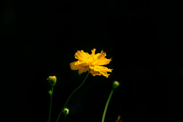 yellow flower on black background
