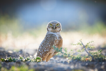 Burrowing owl