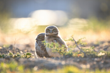 Burrowing Owl