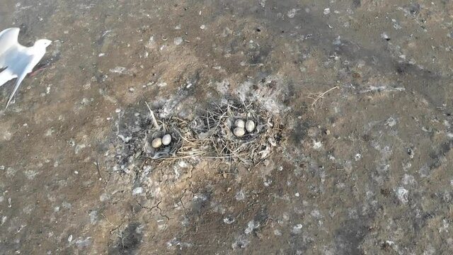 Kalmykia, Lake Manych. Seagulls nest with eggs. 