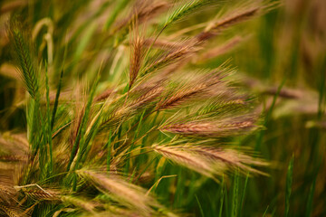 Golden ears of wheat close-up, a field of ripening wheat on a sunny summer day.