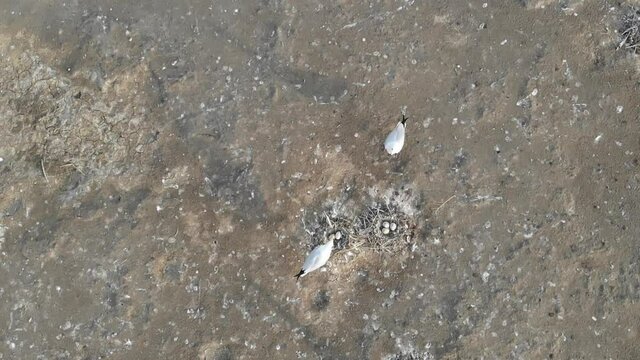 Kalmykia, Lake Manych. The birds return to their nests. 